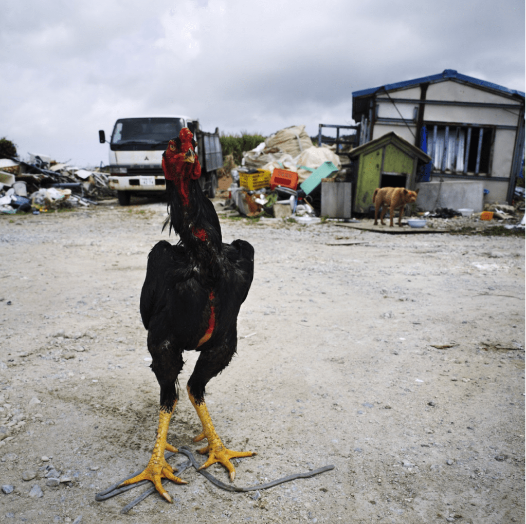 Exhibition: Ryuichi Ishikawa