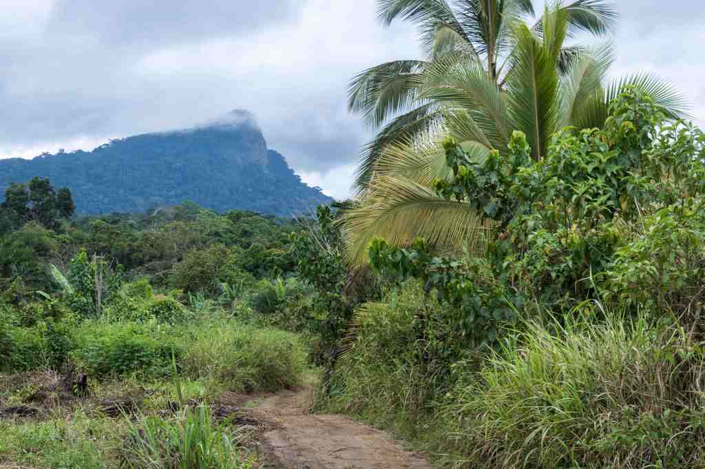 Bikoka Art Project at&nbsp;Orchids